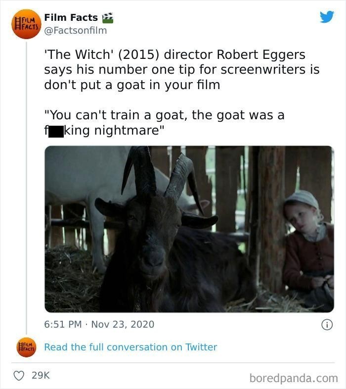 Reżyser "Czarownicy", Robert Eggers, podkreśla, że najcenniejsza rada, jaką może podzielić się z innymi scenarzystami, to: Nie umieszczajcie kozy w waszym filmie. "Nie da się wytresować kozy. Ona była cholernym koszmarem."
