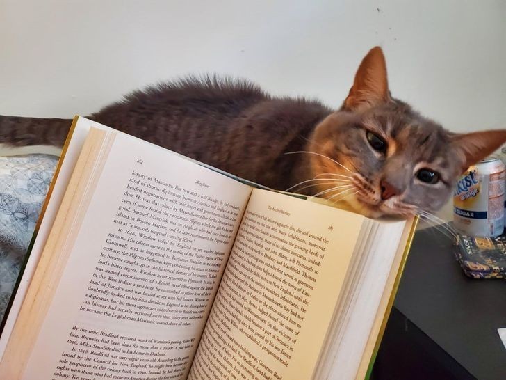 "Hazy nie pozwala mi czytać, bo cały czas ociera się pyszczkiem o książkę."