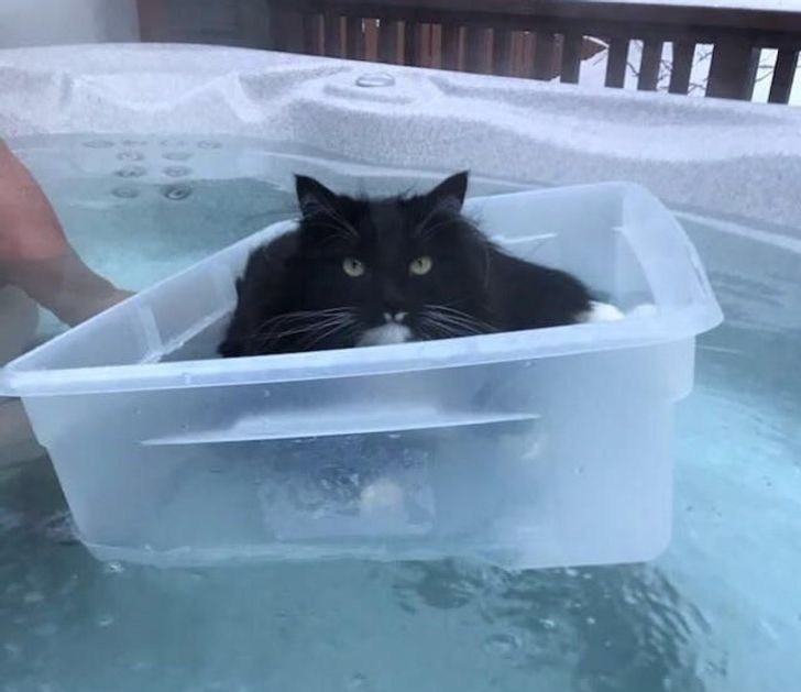 "Moja kotka siedzi w swojej 'łódce' każdego dnia i odmawia wyjścia. Potrafi spędzić tak ponad godzinę."