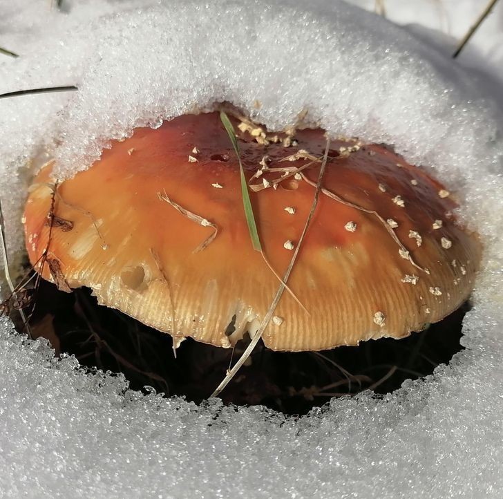 "Kto zostawił tego burgera w śniegu?"