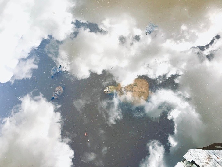 Żółwie pływające w chmurach