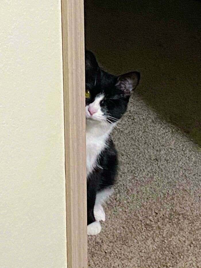 "Mój kot ma tylko jedno oko. W taki sposób zagląda do pokoju zza rogu."