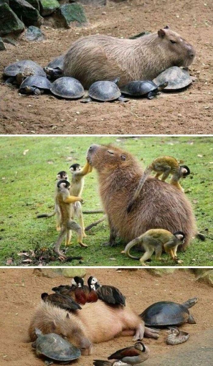 "Życie kapibary"