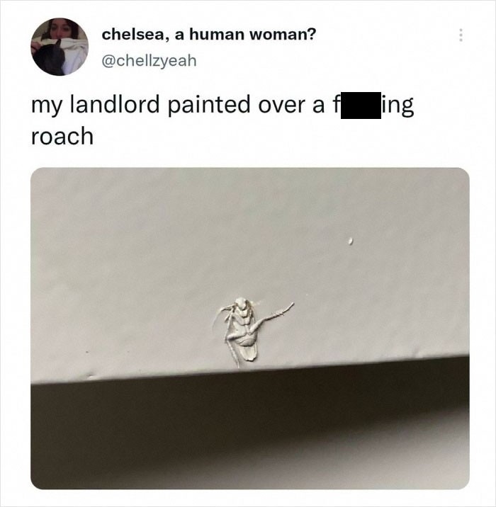 „Właściciel mieszkania zamalował karalucha.”