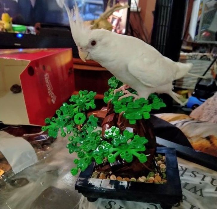 "Nowe drzewko dla papugi"