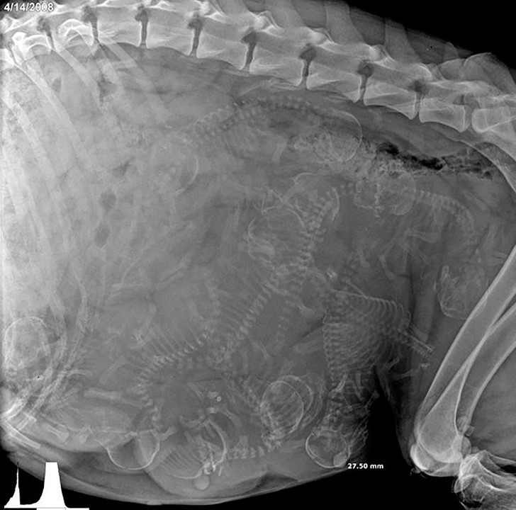 Zdjęcie rentgenowskie ciężarnej suczki