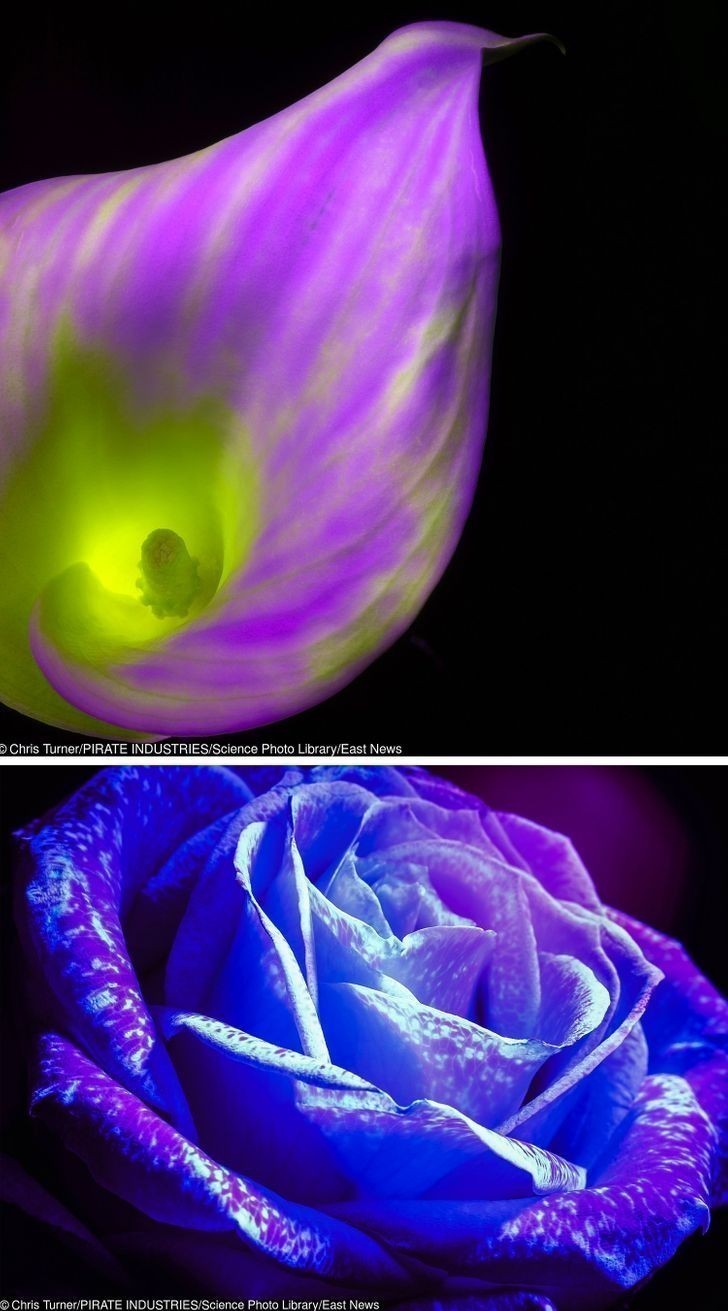 Ta fotografia w ultrafiolecie ukazuje kwiat w sposób, w jaki widzi go pszczoła