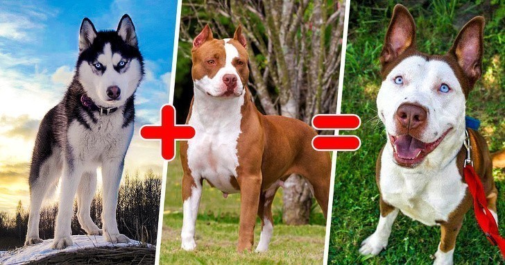 Pół husky, pół pitbull, w pełni uroczy