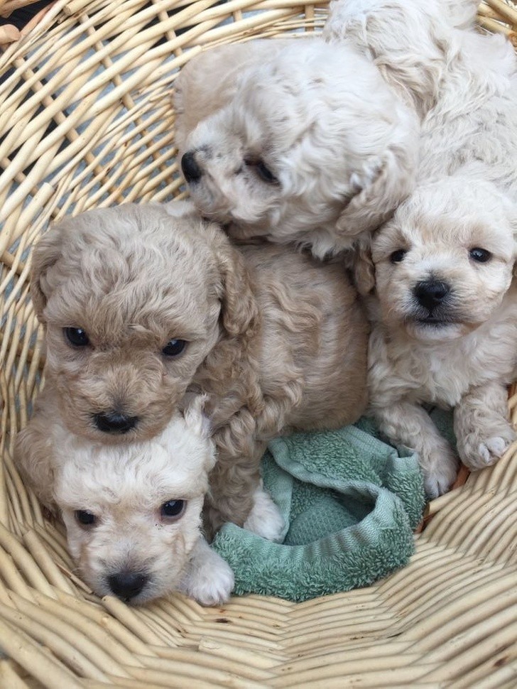 Ten koszyk szczeniaków to mieszanka pudla i bichon frise