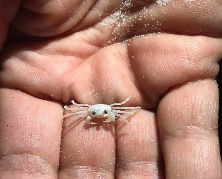 Ten krab jest tak malutki, że aż prawie przeźroczysty