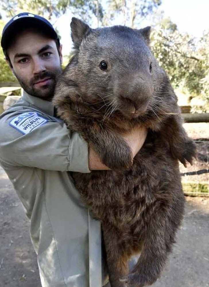 Największy wombat na świecie
