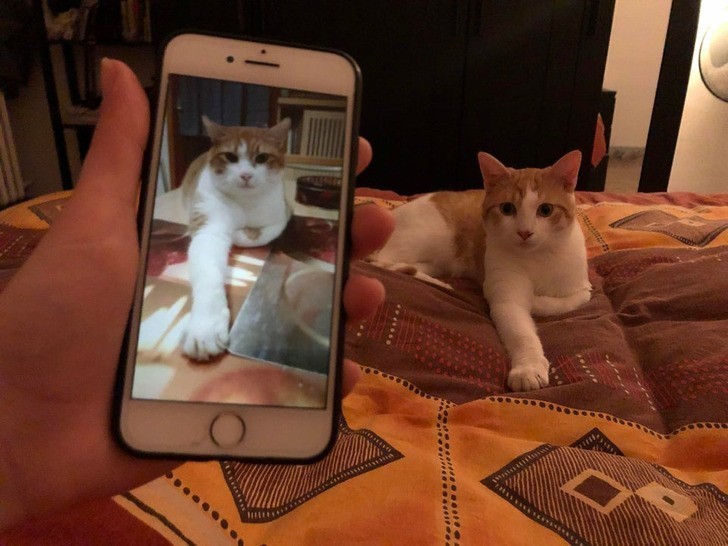 "Napotkałam glitch podczas przewijania zdjęć kotów na Facebooku."