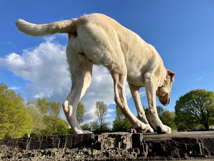 "Labradozaur rex"