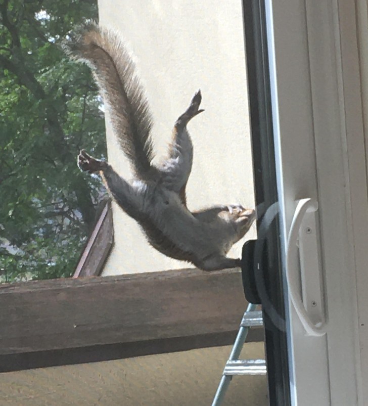 "Ta wiewiórka dosłownie próbuje otworzyć drzwi."