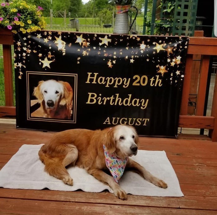 „Oto August, oficjalnie najstarszy żyjący golden retriever. W tym roku skończyła 20 lat.”