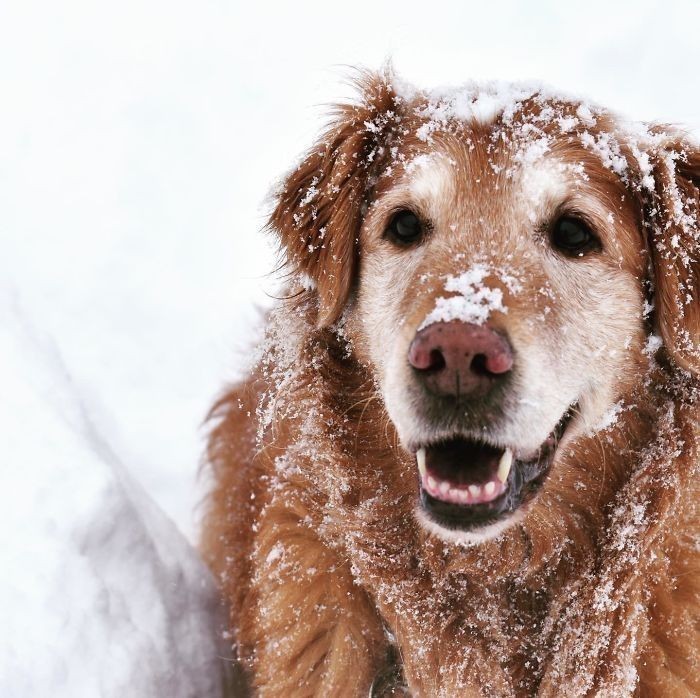 „Mój 14-letni golden retriever, wciąż skory do zabawy niczym szczeniak.”