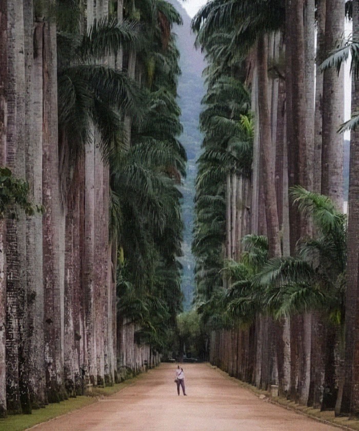 Ogród botaniczny w Rio De Janeiro w Brazylii. Założony w 1808 roku, jest dziś uważany za jeden z najważniejszych ogrodów na świecie.