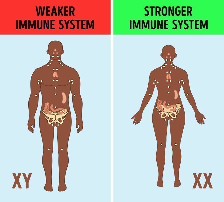 Chromosom X to część silnego układu odpornościowego