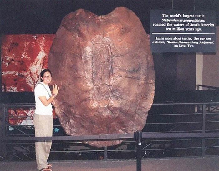 "10 milionów lat temu, żółwie mogły zjeść cię jednym kęsem."