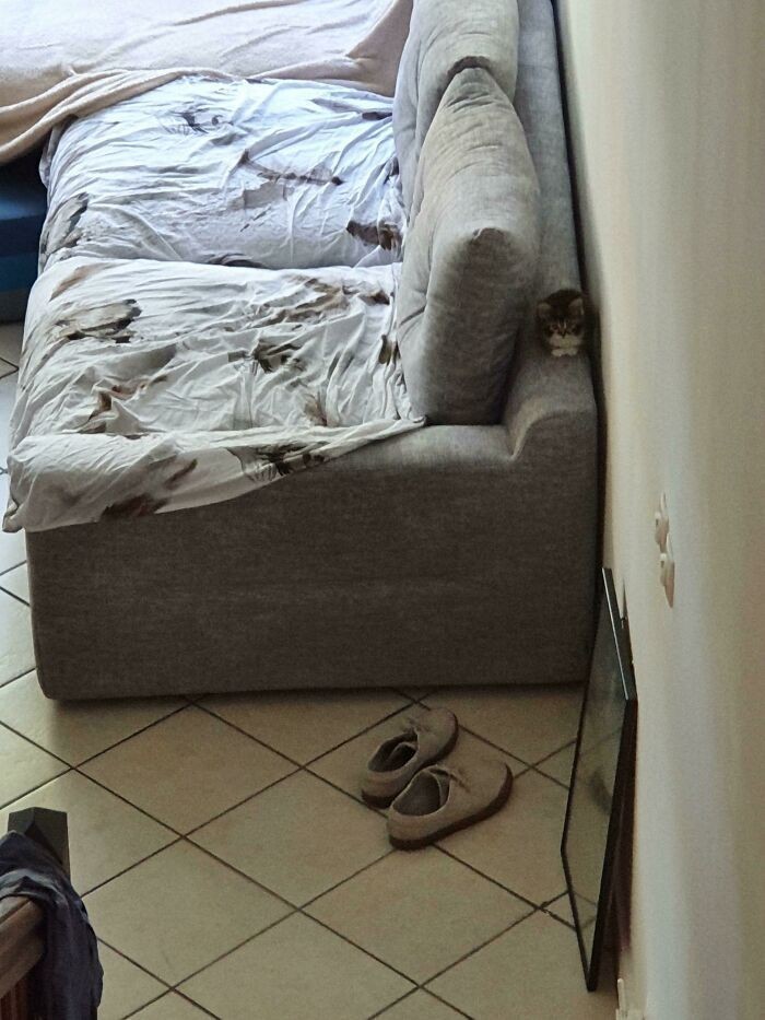 "Percy, gdy miał 2 miesiące"