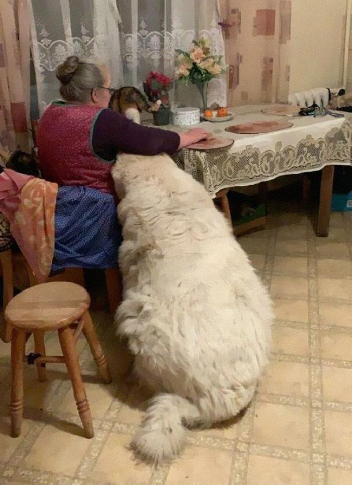 "Ten olbrzym obok mojej babci"