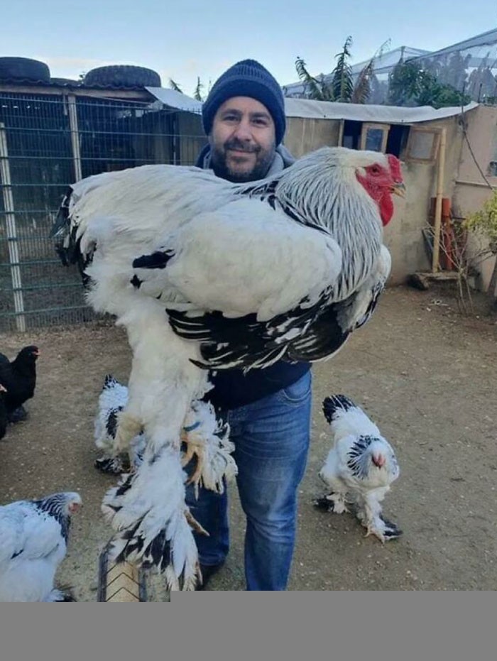 "Gigantyczny kurczak"