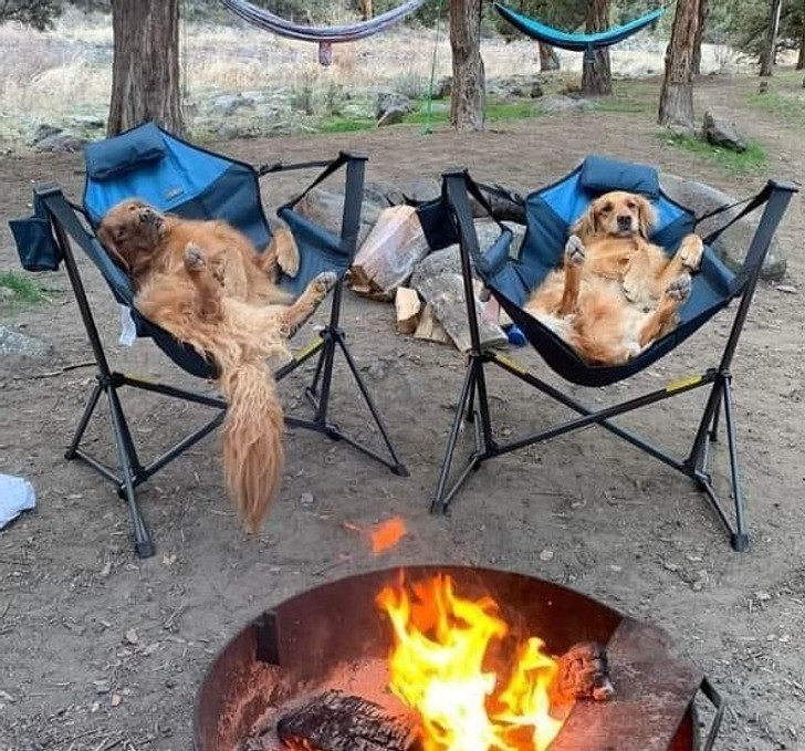 "Biwak z golden retrieverami"