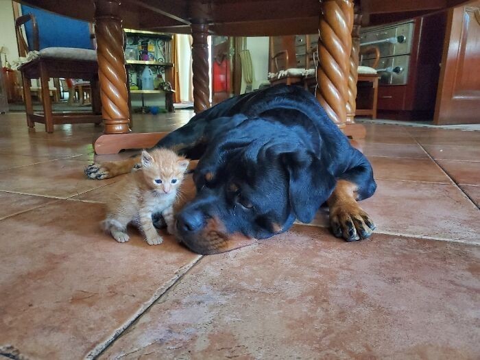 "Rottweiler August i rudy kotek Scout"