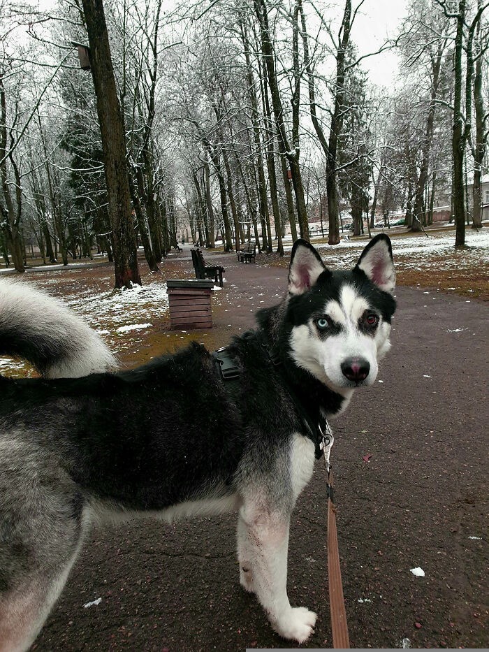 "Mój piesek Loki"