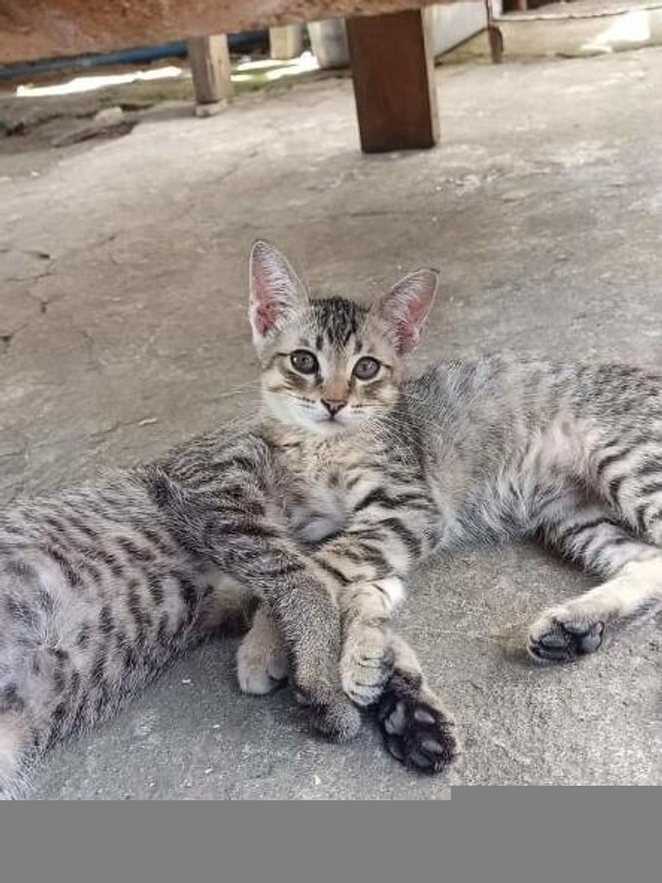 "Nowy gatunek kota"