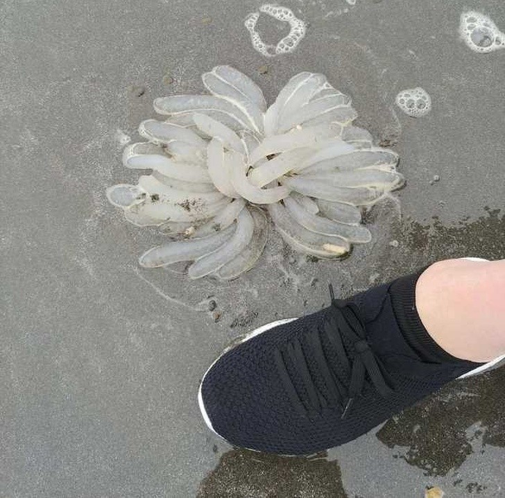 „Zauważyłem to na plaży. Nigdy nie widziałem czegoś podobnego.”
