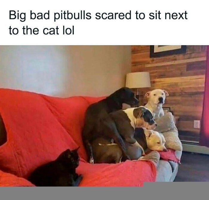 "Groźne pitbulle boją się usiąść obok kota."