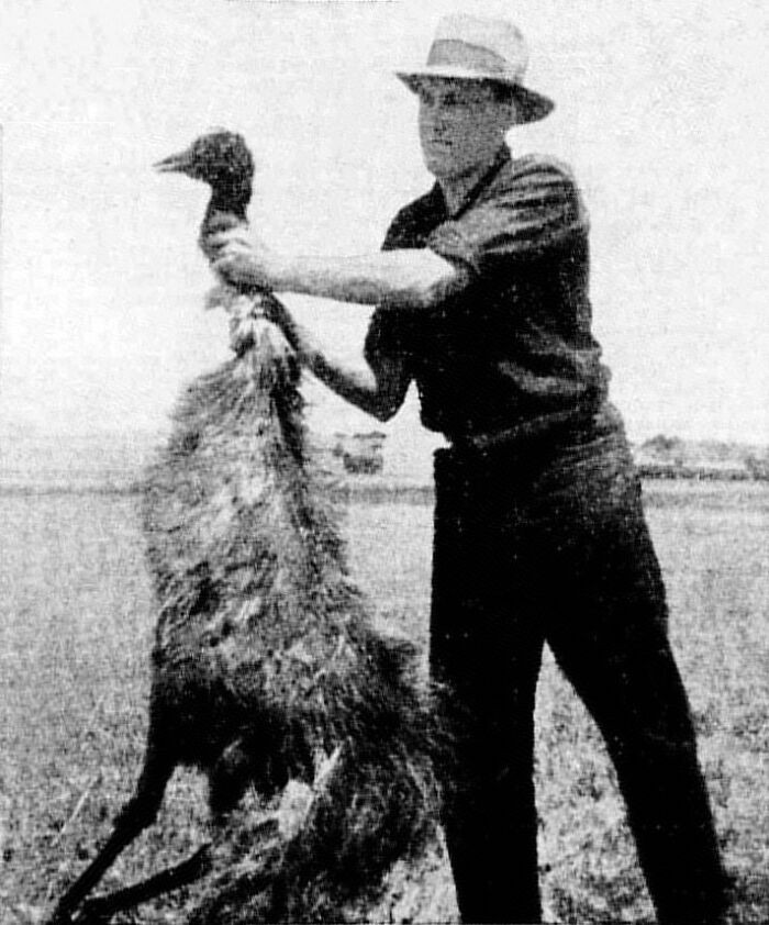 Wojny Emu