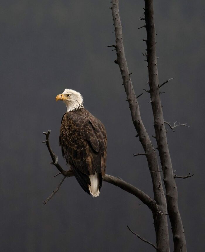 #13 „Niezachwiane oko”⁠ autorstwa Jasona Marino