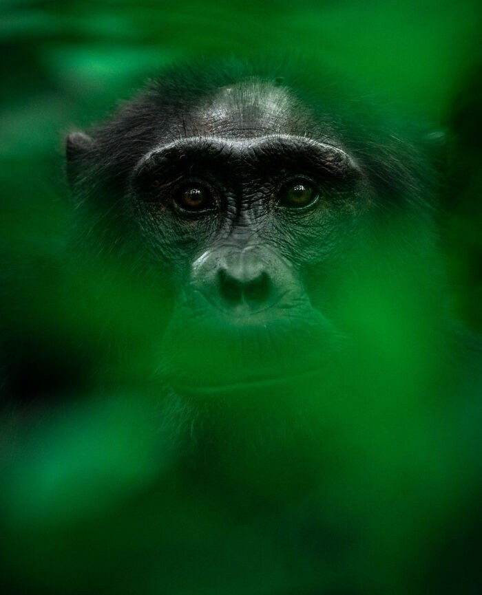 #8 „Zauroczony”⁠ autorstwa Pepe Arespacochagi