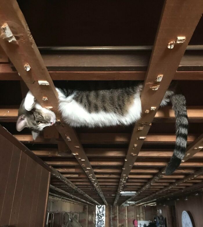 #7 I’m Remodeling My Basement, And All The Ceiling Tiles Were Just Removed. I Found My Cat Like This