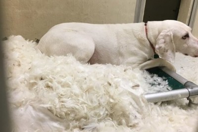 11 razy uciekał od właścicieli i wracał do schroniska! Wtedy zrozumieli, że chce im powiedzieć coś ważnego!