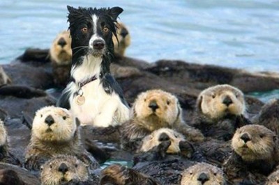 14 przezabawnych zwierzaków które nie są pewne do jakiego gatunku należą! Patrząc na kota padniesz!