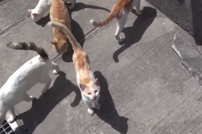 15 mieszkańców i ponad 100 kotów! Zobacz japońską kocią wyspę! 