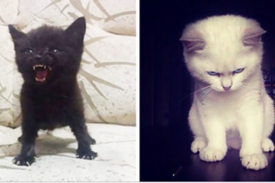 15 przesłodkich kociaków które domagają się traktowania poważnie! Ich spojrzenie mrozi krew :D