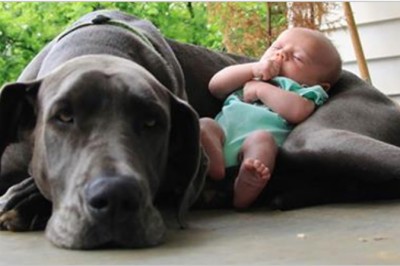 20 zdjęć które pokazują bezwarunkową miłość psów do dzieci! 4 zupełnie mnie rozczuliło!