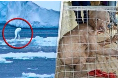 25 przerażających istot jakie udało się uchwycić na fotografiach! Niektórych nie da się wyjaśnić logicznie! 