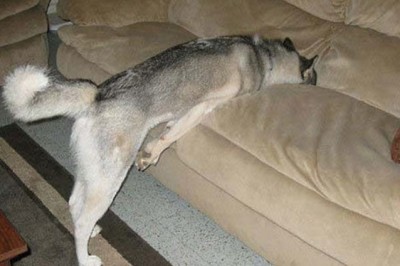 25 psów które znalazły genialny sposób jak obejść domowe zakazy! Technicznie nie zrobiły nic złego! 