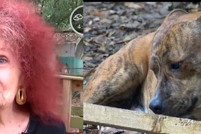 83 letnia staruszka zaopiekowała się porzuconym psem! Teraz może go stracić!