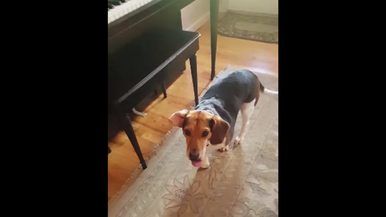 Adoptowali porzuconego psa ze schroniska! Po kilku dniach nie mogli uwierzyć w jego ukryty talent!