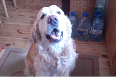 Aż trudno w to uwierzyć! Polak nauczył swojego psa liczyć - to trzeba samemu zobaczyć! 