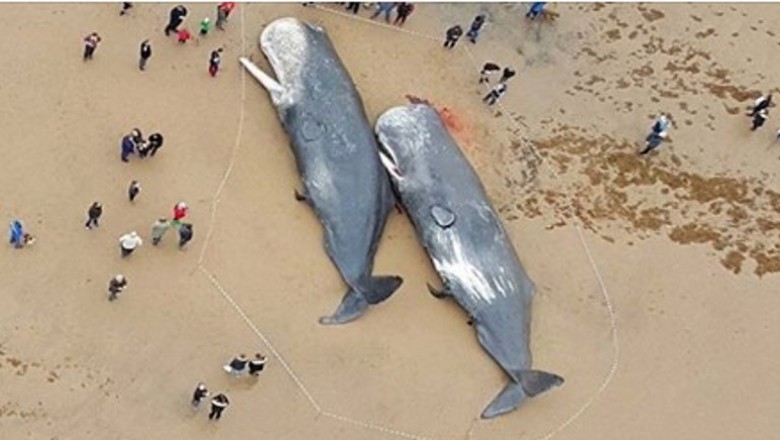 Badacze byli w szoku widząc co znaleźli w żołądkach martwych wielorybów na plaży! Ciężko uwierzyć!