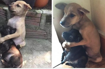 Bezdomne szczeniaki nie przestają się przytulać odkąd zostały uratowane przed śmiercią! Cudowne!