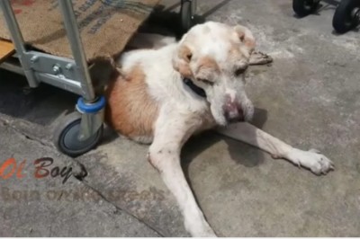 Bezdomny pies chciał tylko umrzeć w otoczeniu kochających go ludzi! Teraz zobacz co dla niego zrobili!