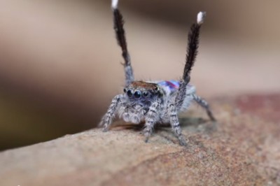 Boisz się pająków ? Ten Cie zahipnotyzuje.